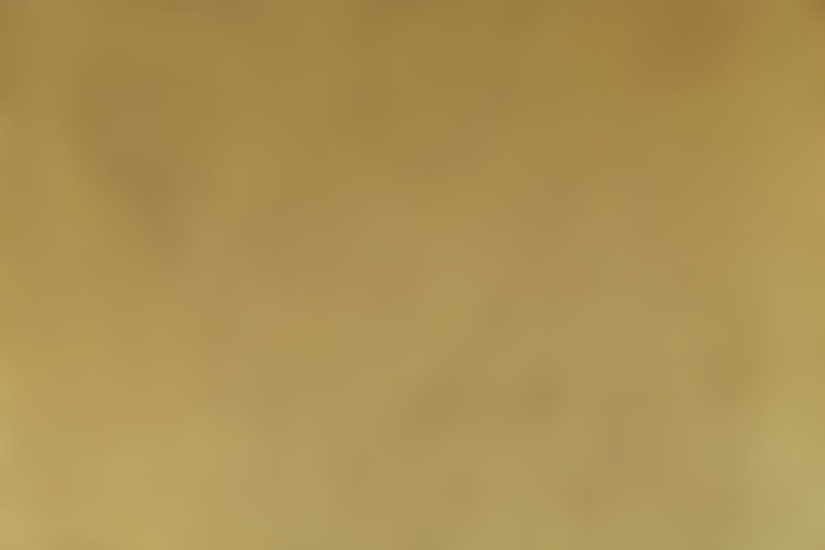 olivus_g.jpg